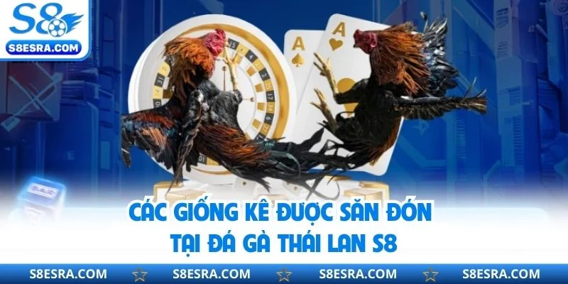 Các giống kê được săn đón tại đá gà Thái Lan S8