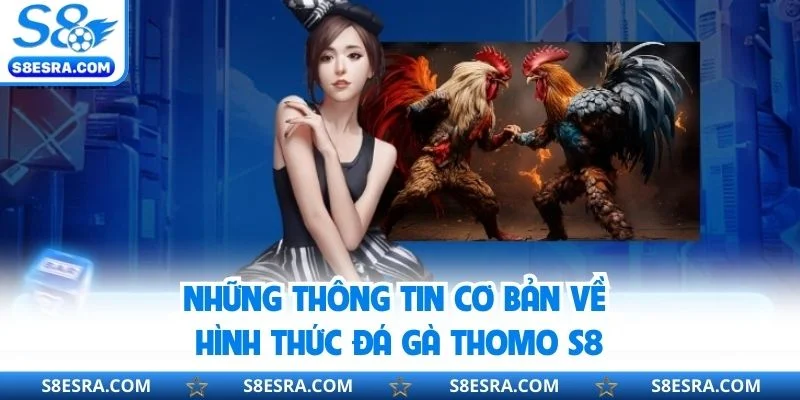 Những thông tin cơ bản về hình thức đá gà Thomo S8